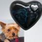 Preview: Herzurne Hund im Licht - auch nach Foto